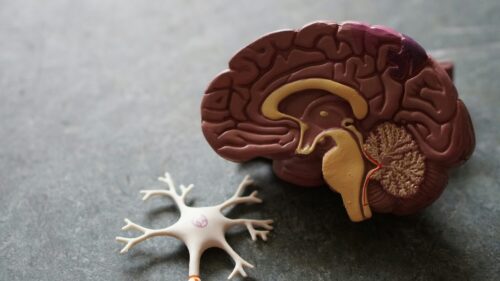 A model of a human brain sits beside a model of a neuron on a dark surface.